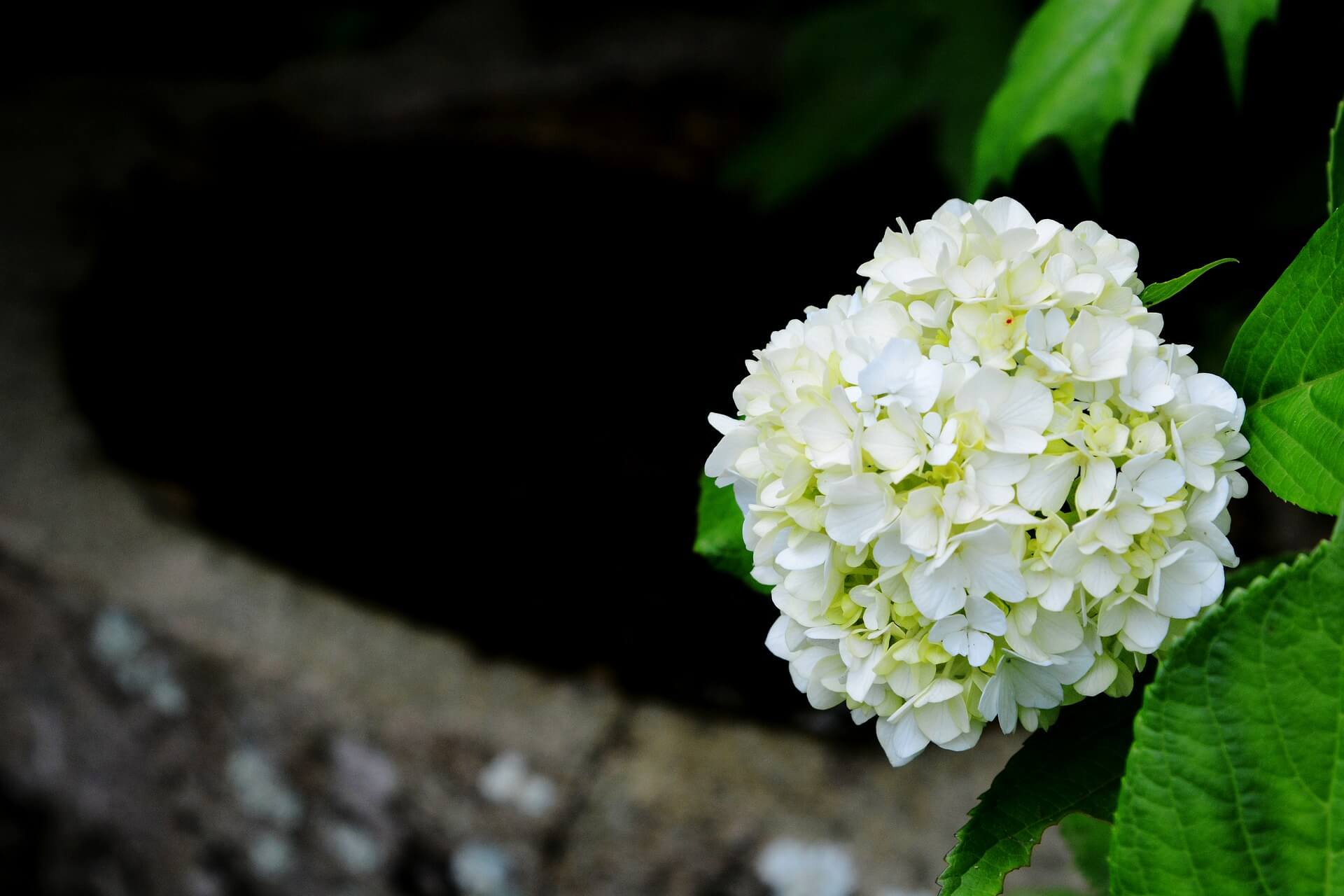 白い紫陽花